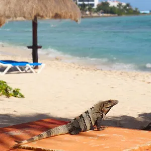 Beautiful In Paradise - Wifi, Ac , Akumal Mexico